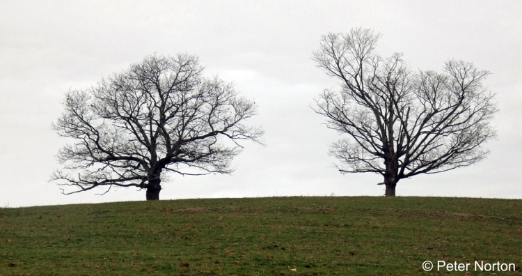 Silhouette Trees